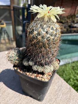 Preview: Coryphantha cornifera